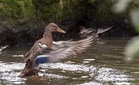 duck with splashes water von ChrisWillemsen Miniaturansicht