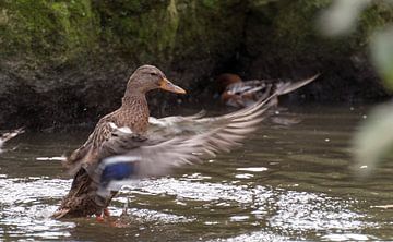 duck with splashes water van ChrisWillemsen