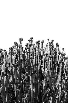 Cactus vibes | Zwart-wit print Gran Canaria Canarische Eilanden | Spanje botanische reisfotografie van HelloHappylife