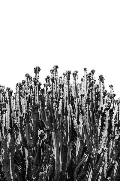 Cactus vibes | Tirage noir et blanc Gran Canaria Îles Canaries | Espagne photographie de voyage botanique par HelloHappylife
