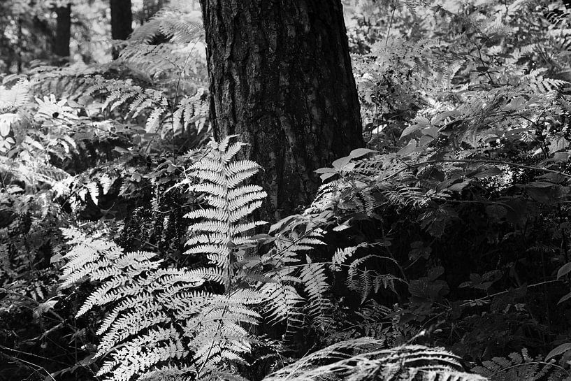 Ferns by Johan Zwarthoed