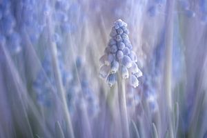 Muscari blau