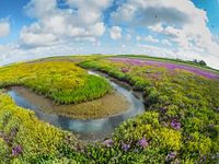 De Boschplaat in bloei