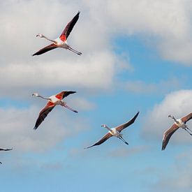 Flamingo' s in einer Nussschale von Fotografie Jeronimo