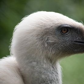 Portrait Vulture by Steffie van der Putten