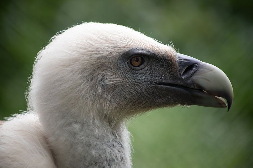 Portrait Vulture by Steffie van der Putten