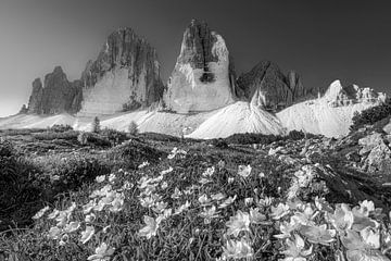 Alpenblumen am Fusse der drei Zinnen in den Dolomiten in schwarzweiß von Manfred Voss, Schwarz-weiss Fotografie