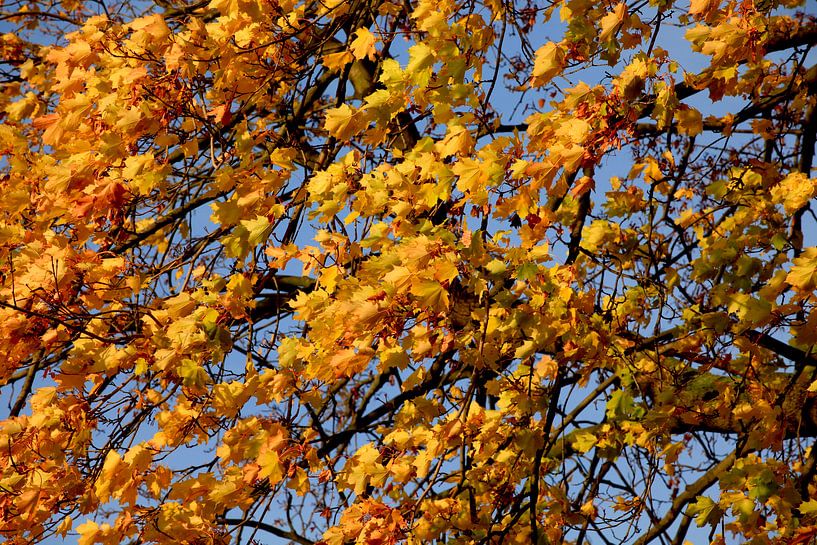 Ahorn von Thomas Jäger