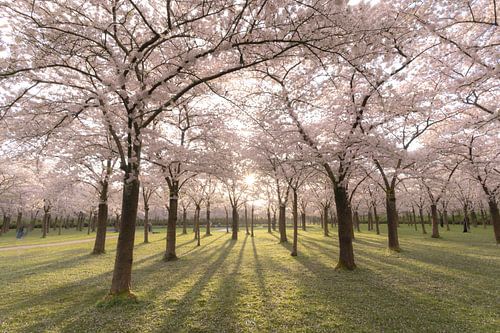Cherry Blossom Park Landscape after Sunrise