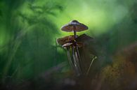 Mushrooms tropical island by Willian Goedhart thumbnail