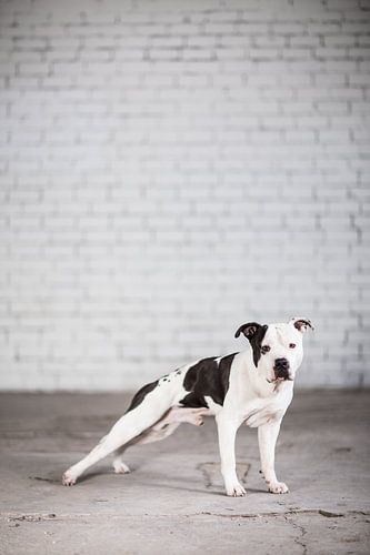 Amstaff Djay