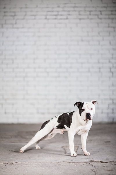 Amstaff Djay von Janine Bekker Photography