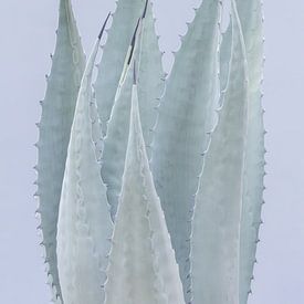 Elegante agave plant foto print. van Dennis en Mariska
