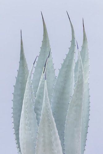 Elegant agave plant photo print.