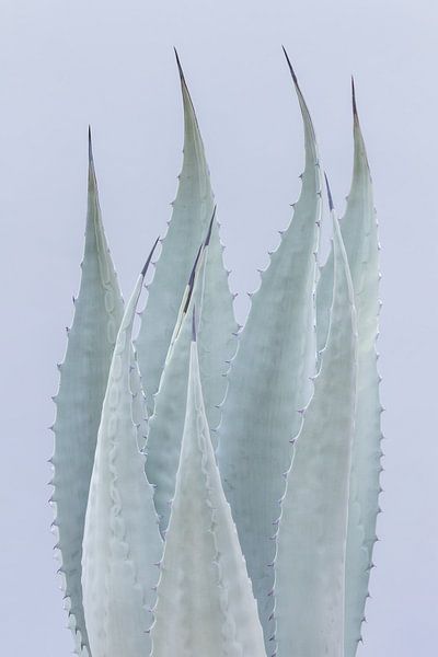 Elegant agave plant by Dennis en Mariska