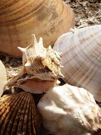 Cadeau van de zee van Marianne Bras