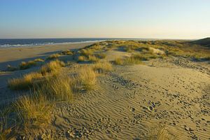 Strand en Duinen