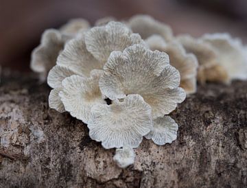 La nature à l'état pur sur Angelique Raaijmakers