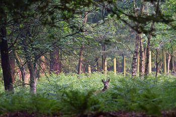 Ree in het bos