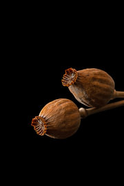 Parallele Stille von Cindy Coenen Fine Art