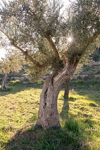 Olivenbaum in der Sonne - mediterranes Wandbild Natur