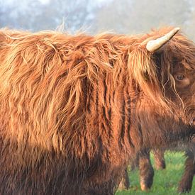 Hooglanders von Tinus Tibbe