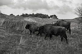 Des sages dans les dunes du Kraansvlak du Kennemerland du sud sur Jeroen Stel