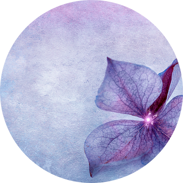 Hydrangea bloemblaadje van INA FineArt