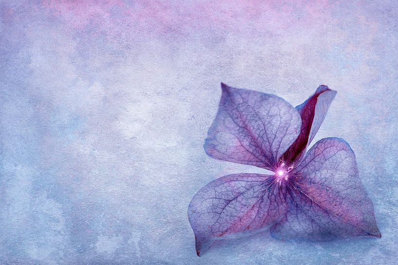 PURPLE by INA FineArt