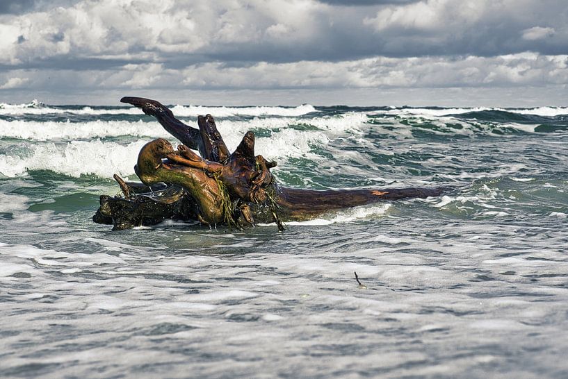 Tree root on the beach of the Baltic Sea coast in front of the sea by Martin Köbsch