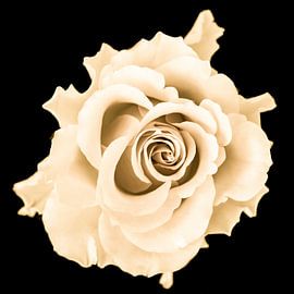 Rose auf schwarzem Hintergrund