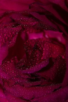 Roos met waterdruppels van Jessalyn Nugteren
