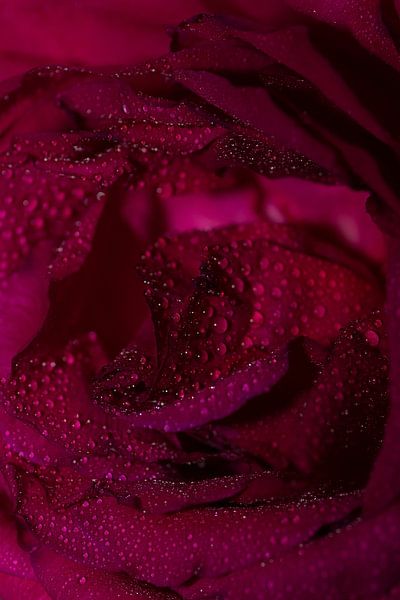 Rose mit Wassertropfen von Jessalyn Nugteren