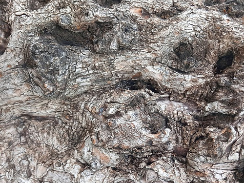 Tree Trunk Structures No. 29