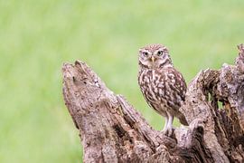 Stone Owl by Bert Kok