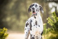 Deense dog