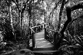 Bruggetje in een mysterieus stukje tropisch regenwoud bij God's Window, Zuid Afrika von Vera Boels
