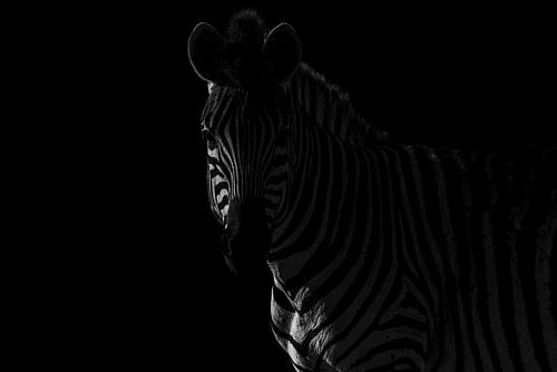 Schaduwspel Zebra in Monochromatische Mystiek