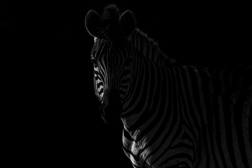Schaduwspel Zebra in Monochromatische Mystiek van Femke Ketelaar