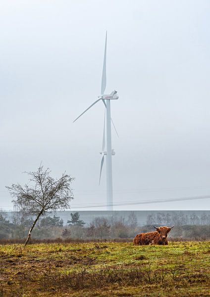 Scottish highlander sitting in nature with wind turbine in background by Chihong