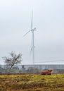Scottish highlander sitting in nature with wind turbine in background by Chihong thumbnail