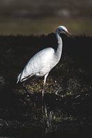 Zilverreiger