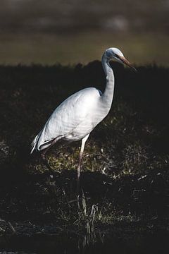 Great White Heron by Peter Boon