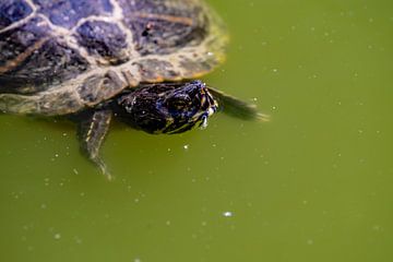 Aquatic Turtle