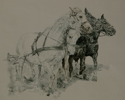 Un attelage à quatre chevaux de la Gueldre, une combinaison unique
