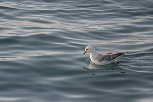 Eissturmvogel auf dem ruhigen Meer vor Jan Mayen