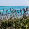 azurblaues Meer und Schilfgürtel auf Sardinien von Eric van Nieuwland