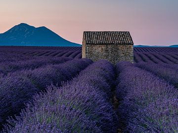 Ein alter Schuppen inmitten von Lavendelfeldern in der Provence von Hillebrand Breuker