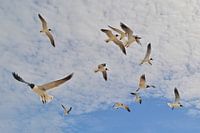 Seagulls