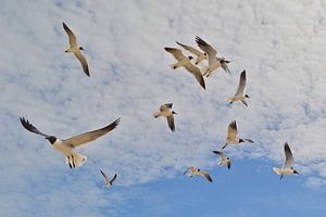 Les mouettes